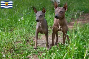 Mehr über den Artikel erfahren American Hairless Terrier Züchter und Welpen in Zeeland