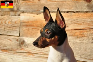 Mehr über den Artikel erfahren American Toy Terrier Züchter und Welpen im Saarland