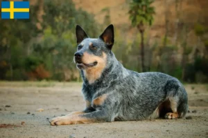 Mehr über den Artikel erfahren Australian Cattle Dog Züchter und Welpen in Schweden