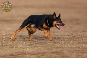 Mehr über den Artikel erfahren Australian Kelpie Züchter und Welpen in Prag