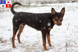 Mehr über den Artikel erfahren Australian Kelpie Züchter und Welpen in Vysočina