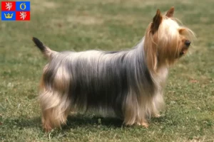 Mehr über den Artikel erfahren Australian Silky Terrier Züchter und Welpen in Hradec Králové