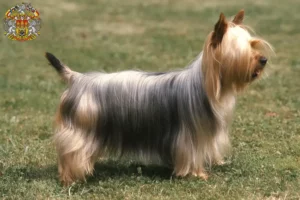 Mehr über den Artikel erfahren Australian Silky Terrier Züchter und Welpen in Prag