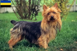 Mehr über den Artikel erfahren Australian Terrier Züchter und Welpen in Gelderland