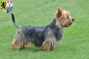 Mehr über den Artikel erfahren Australian Terrier Züchter und Welpen in Hauts-de-France