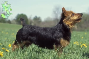 Mehr über den Artikel erfahren Australian Terrier Züchter und Welpen in Sjælland