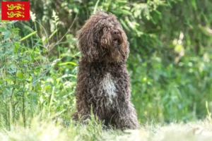 Mehr über den Artikel erfahren Barbet Züchter und Welpen in der Normandie