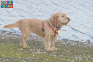 Mehr über den Artikel erfahren Basset fauve de Bretagne Züchter und Welpen in Bourgogne-Franche-Comté