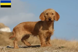 Mehr über den Artikel erfahren Basset fauve de Bretagne Züchter und Welpen in Gelderland