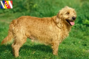 Mehr über den Artikel erfahren Basset fauve de Bretagne Züchter und Welpen in Grand Est