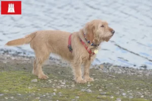 Mehr über den Artikel erfahren Basset fauve de Bretagne Züchter und Welpen in Hamburg