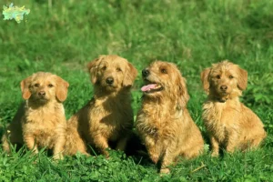 Mehr über den Artikel erfahren Basset fauve de Bretagne Züchter und Welpen in Midtjylland