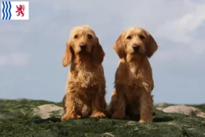 Mehr über den Artikel erfahren Basset fauve de Bretagne Züchter und Welpen in Nouvelle-Aquitaine