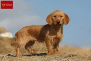 Mehr über den Artikel erfahren Basset fauve de Bretagne Züchter und Welpen in Okzitanien