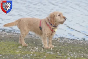 Mehr über den Artikel erfahren Basset fauve de Bretagne Züchter und Welpen in Pays de la Loire