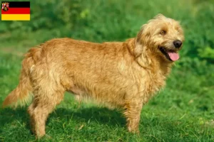 Mehr über den Artikel erfahren Basset fauve de Bretagne Züchter und Welpen in Rheinland-Pfalz