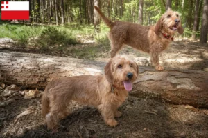 Mehr über den Artikel erfahren Basset fauve de Bretagne Züchter und Welpen in Utrecht