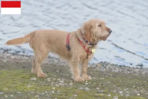 Mehr über den Artikel erfahren Basset fauve de Bretagne Züchter und Welpen in Wien