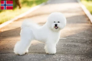 Mehr über den Artikel erfahren Bichon Frisé Züchter und Welpen in Norwegen