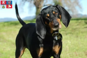 Mehr über den Artikel erfahren Black and Tan Coonhound Züchter und Welpen in Pardubice