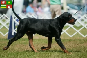 Mehr über den Artikel erfahren Black and Tan Coonhound Züchter und Welpen in Pilsen