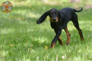 Mehr über den Artikel erfahren Black and Tan Coonhound Züchter und Welpen in Prag