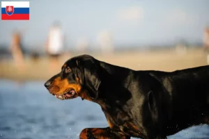 Mehr über den Artikel erfahren Black and Tan Coonhound Züchter und Welpen in der Slowakei