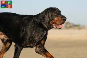 Mehr über den Artikel erfahren Black and Tan Coonhound Züchter und Welpen in Ústí