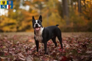 Mehr über den Artikel erfahren Boston Terrier Züchter und Welpen in Mähren-Schlesien