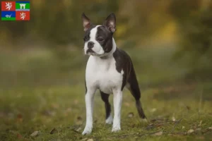 Mehr über den Artikel erfahren Boston Terrier Züchter und Welpen in Ústí