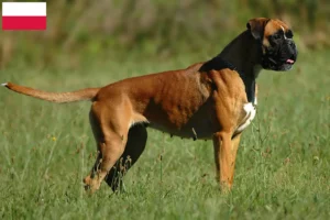 Mehr über den Artikel erfahren Boxer Züchter und Welpen in Polen