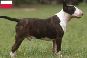 Mehr über den Artikel erfahren Bull Terrier Züchter und Welpen in Polen