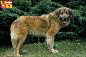 Mehr über den Artikel erfahren Cão Da Serra Da Estrela Züchter und Welpen in Auvergne-Rhône-Alpes