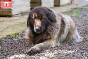 Mehr über den Artikel erfahren Cão Da Serra Da Estrela Züchter und Welpen in Bremen