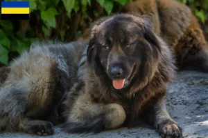 Mehr über den Artikel erfahren Cão Da Serra Da Estrela Züchter und Welpen in Gelderland