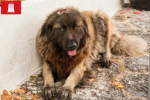 Mehr über den Artikel erfahren Cão Da Serra Da Estrela Züchter und Welpen in Hamburg