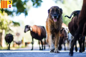 Mehr über den Artikel erfahren Cão Da Serra Da Estrela Züchter und Welpen in der Provence-Alpes-Côte d’Azur