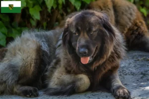 Mehr über den Artikel erfahren Cão Da Serra Da Estrela Züchter und Welpen in Sachsen