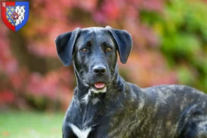 Mehr über den Artikel erfahren Cão Fila de São Miguel Züchter und Welpen in Pays de la Loire