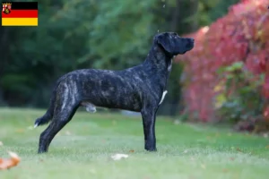 Mehr über den Artikel erfahren Cão Fila de São Miguel Züchter und Welpen in Rheinland-Pfalz