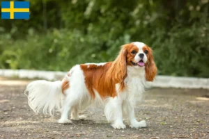 Mehr über den Artikel erfahren Cavalier King Charles Spaniel Züchter und Welpen in Schweden