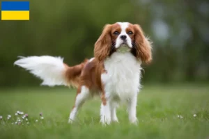 Mehr über den Artikel erfahren Cavalier King Charles Spaniel Züchter und Welpen in der Ukraine