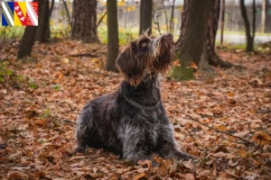 Mehr über den Artikel erfahren Český fousek Züchter und Welpen in Grand Est