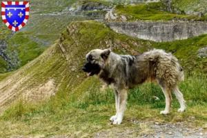 Mehr über den Artikel erfahren Ciobănesc Românesc Carpatin Züchter und Welpen in Centre-Val de Loire