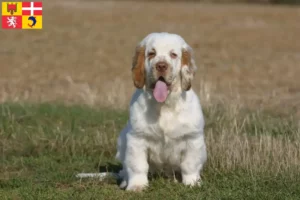 Mehr über den Artikel erfahren Clumber Spaniel Züchter und Welpen in Auvergne-Rhône-Alpes