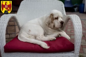 Mehr über den Artikel erfahren Clumber Spaniel Züchter und Welpen im Burgenland