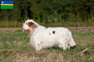 Mehr über den Artikel erfahren Clumber Spaniel Züchter und Welpen in Flevoland