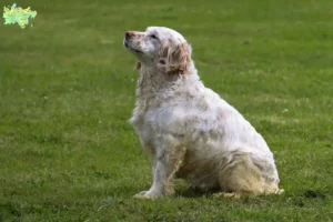 Mehr über den Artikel erfahren Clumber Spaniel Züchter und Welpen in Midtjylland