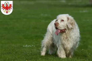 Mehr über den Artikel erfahren Clumber Spaniel Züchter und Welpen in Tirol