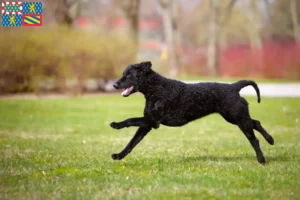 Mehr über den Artikel erfahren Curly Coated Retriever Züchter und Welpen in Bourgogne-Franche-Comté